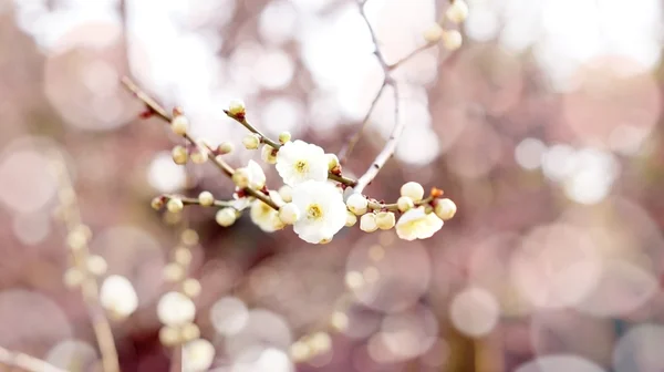 Fleurs de prunier au Japon — Photo