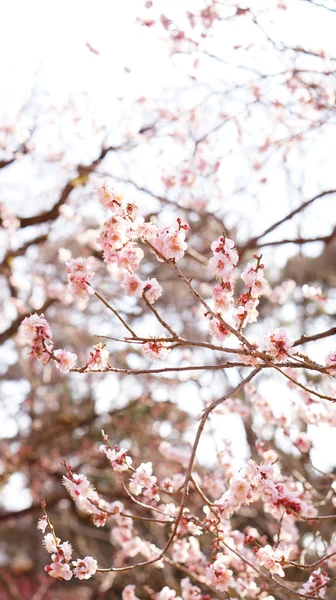 Fleurs de prunier au Japon — Photo