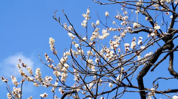 Fleurs de prunier au Japon — Photo