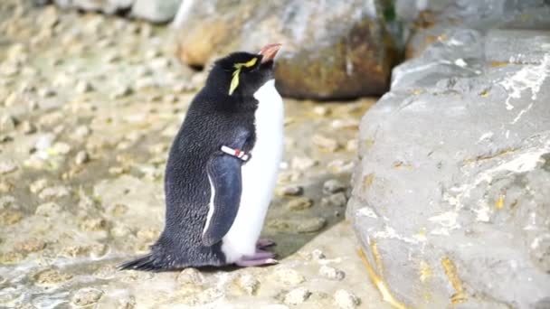 Pinguino in piedi intorno alla roccia — Video Stock