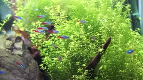 Aquário com peixes tropicais — Vídeo de Stock