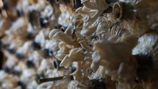 Grupo de cogumelos em bolsas — Vídeo de Stock