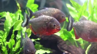 Piranha tatlı su balığı
