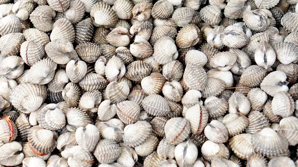 Blood cockles background — Stock Photo, Image