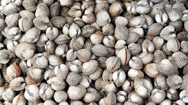 Blood cockles background — Stock Photo, Image