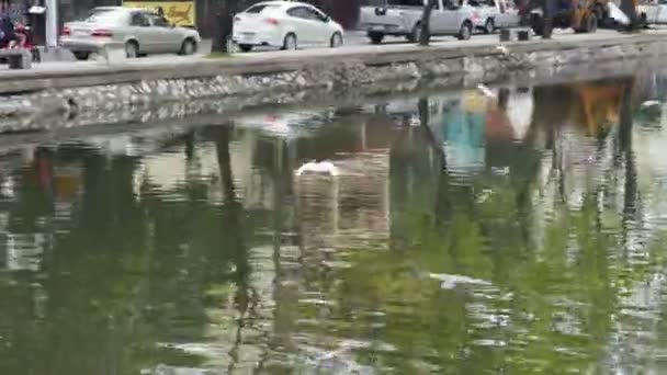 Flock of pigeons flying over historic canal — Stock Video