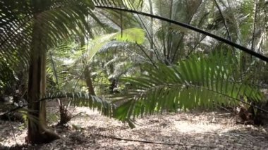 Tropikal orman orman yanındaki uçurumun