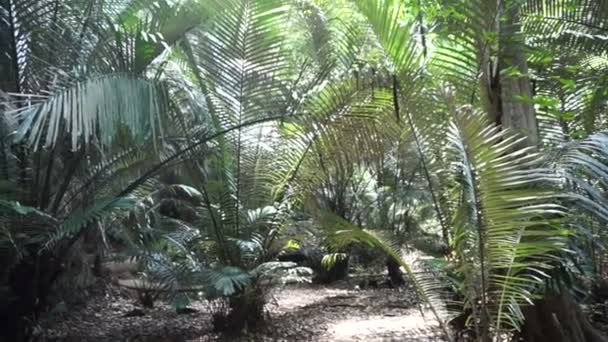 Floresta tropical da selva perto do penhasco — Vídeo de Stock