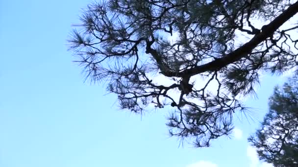 Huśtawka zielone drzewo wysokie sosny na wietrze — Wideo stockowe