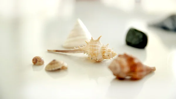 Sea shells on white backgrond — Stock Photo, Image