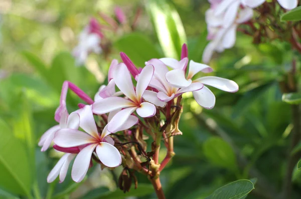 Tropisk rosa blomma — Stockfoto