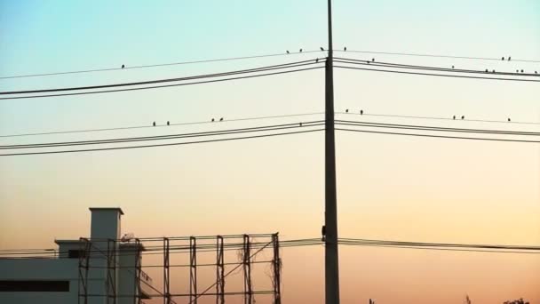 Poste eléctrico vertical y bandada de aves sentadas en cables horizontales con colorido atardecer en el cielo — Vídeo de stock