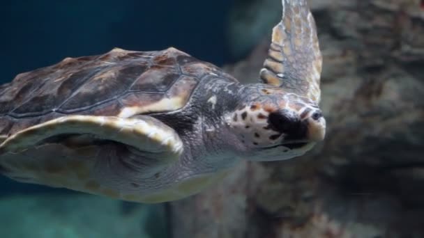 Karettsköldpaddan havet simmar i oceanen — Stockvideo