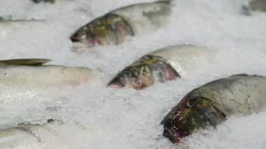 çeşitli piyasada buz üzerinde taze balık