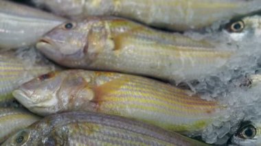 çeşitli piyasada buz üzerinde taze balık