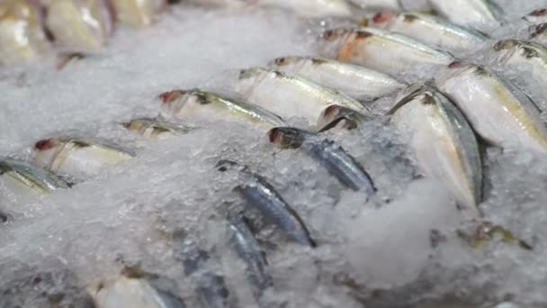Variedade de peixes frescos no mercado no gelo — Vídeo de Stock