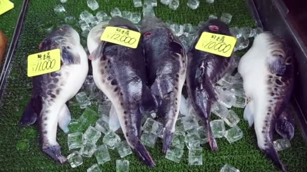 Fugu, pufferfish, porcupine ψάρια σασίμι σεφ προετοιμασία — Αρχείο Βίντεο