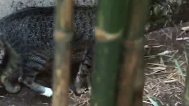 Chat vidéo marchant dans le jardin de bambou et regardant la caméra — Video