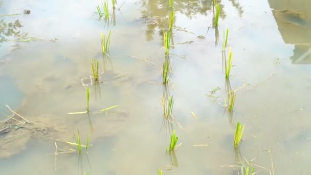 Видео маленькая лужа рисового поля. Начинайте выращивать молодой рис на водянистом поле. — стоковое видео