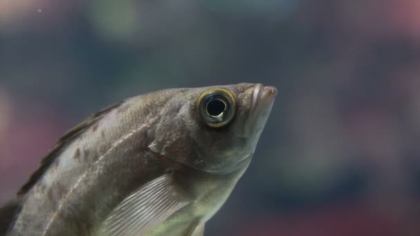 Vídeo de peixes flutuando ainda em um aquário de vidro — Vídeo de Stock