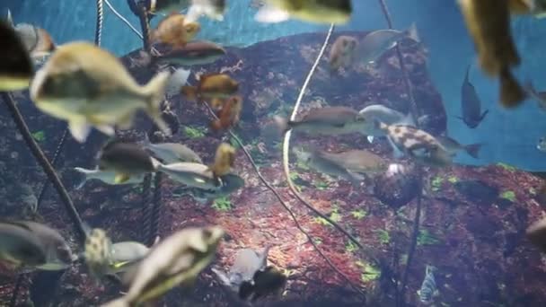 비디오 열 대 암초 물고기의 수영 바다 산호의 배경에서 산호 사이에서 평화롭게 — 비디오