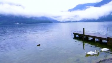güzel sakin bulutlu gölde Hallstatt, Avusturya ile küçük bağlantı noktası ve kuğular