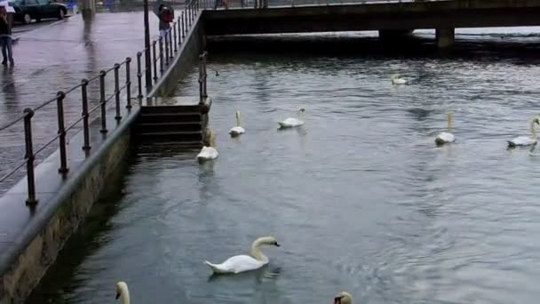 Video z bílé labutě plavání v jezeře Lucern Švýcarsko. Hledali jsme turistické jídlo — Stock video