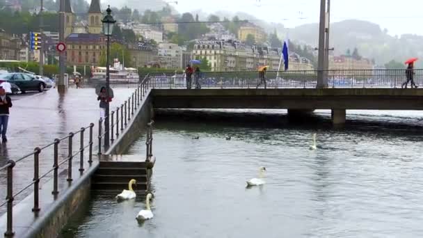 Video van witte zwanen zwemmen in Luzern Zwitserland Lake. Op zoek naar toeristische voedsel — Stockvideo