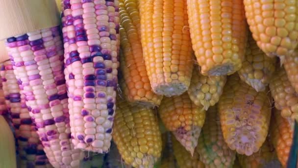 Video of purple and yellow corn — Stock Video