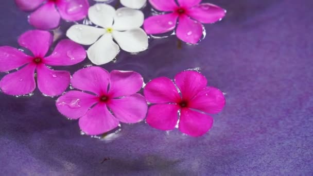 Video flores rosadas flotando en un tazón de agua desde la vista superior. Decoración Spa — Vídeo de stock