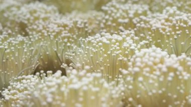 Video Enokitake, Enokidake veya Enoki ve istiridye mantar çiftliği kaydırma kamera