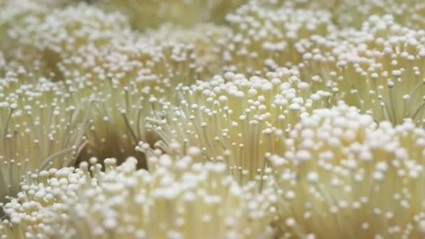 Video of Enokitake, Enokidake or Enoki and oyster mushrooms farm panning camera — Stock Video