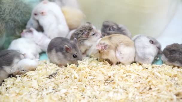 Video de Hamsters jugando y comiendo juntos — Vídeos de Stock