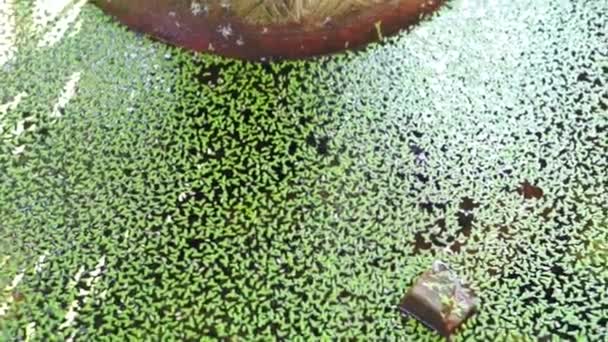 Video de Helecho mosquito, planta verde de helecho de agua en la superficie del estanque — Vídeo de stock