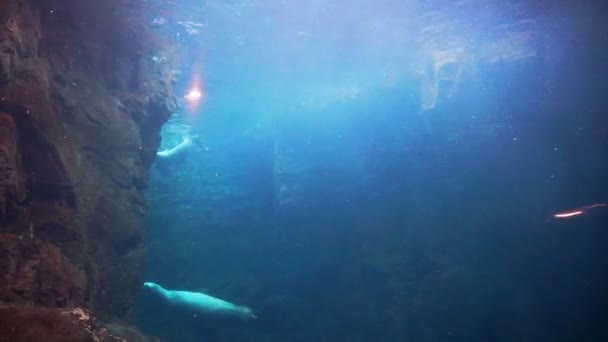 Film o podwodne klip uszczelnień pływanie i gry szczęśliwie w akwarium szklane — Wideo stockowe
