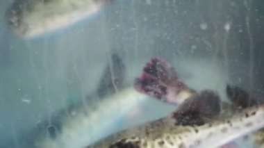 taze, canlı Yüzme pufferfish. fugu kirpi balık sashimi için madde