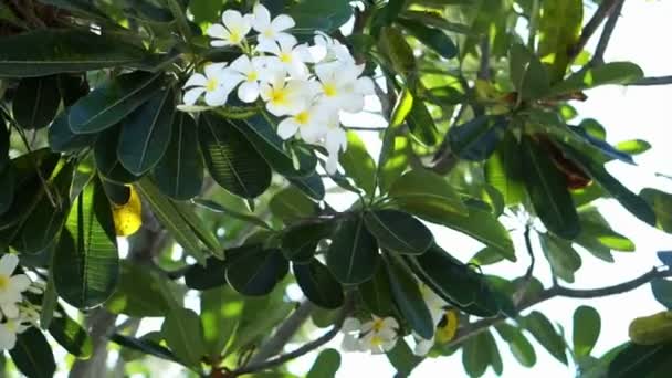 Plumeria, Frangipani-Blumen und Bäume am Pool, Konzept für entspanntes tropisches Hotelresort und Wellness — Stockvideo