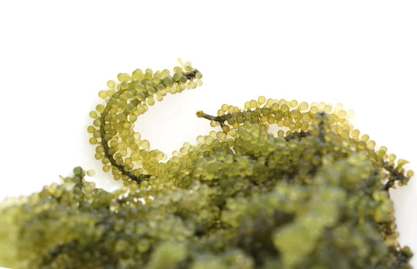 Sea grape seaweed, uni budou. japanese seaweed — Stock Photo, Image