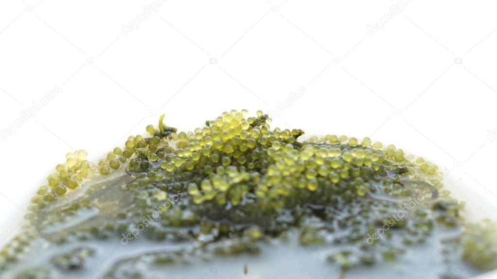 Sea grape seaweed, uni budou. japanese seaweed