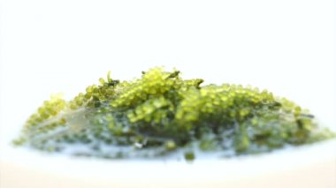 Umibudou, yeşil havyar (Caulerpa lentillifera) Japon üzüm tohum yosun video