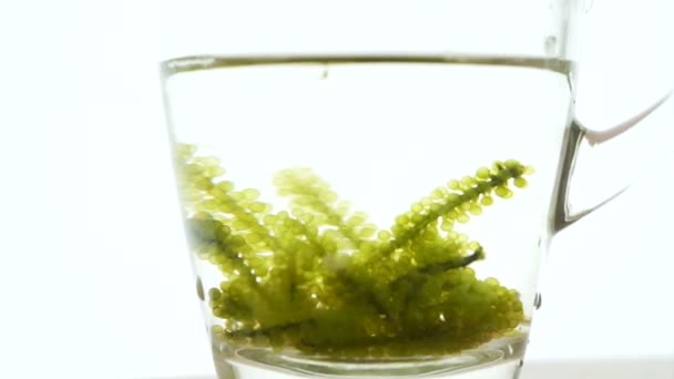 Vídeo de Umibudou, Green Caviar (Caulerpa lentillifera) Japonês Algas de semente de uva — Vídeo de Stock