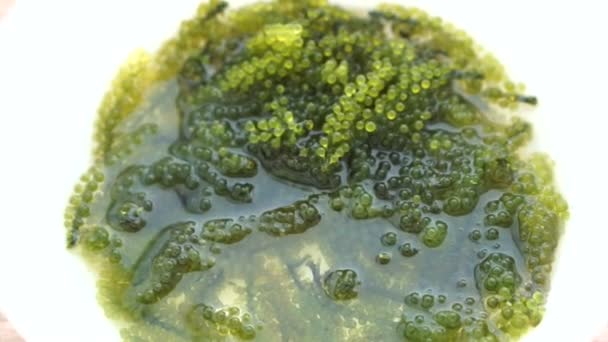 Vídeo de Umibudou, Green Caviar (Caulerpa lentillifera) Japonês Algas de semente de uva — Vídeo de Stock