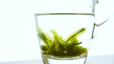 Umibudou, yeşil havyar (Caulerpa lentillifera) Japon üzüm tohum yosun video