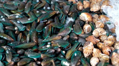 Midye ve benekli babylons Don buz üzerinde taze deniz ürünleri