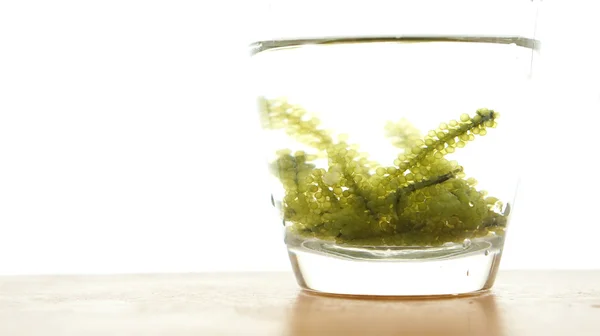 Szőlő tengeri alga, uni budou. Japán tengeri moszat élelmiszer. nagyszerű — Stock Fotó