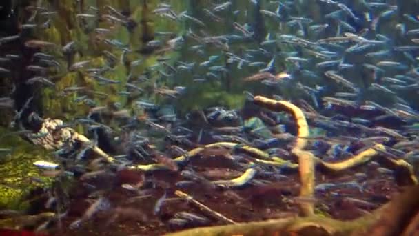 Escuela de peces alrededor de la roca de coral bajo el océano acuario — Vídeos de Stock