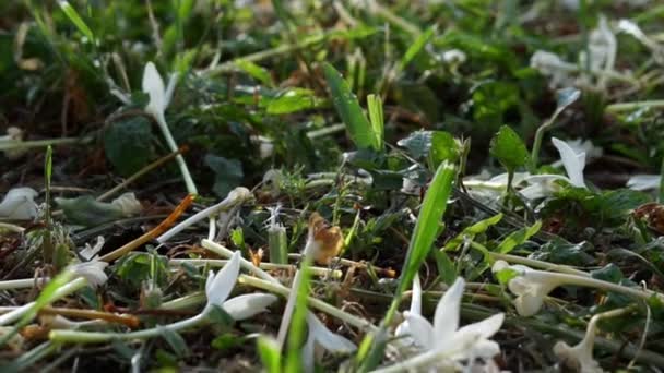 Video de flores blancas cayendo en el suelo de hierba. haciendo una hermosa alfombra natural — Vídeos de Stock