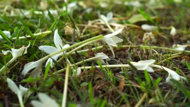 Video von weißen Blumen, die auf den Rasenboden fallen. Herstellung eines natürlichen schönen Teppichs — Stockvideo