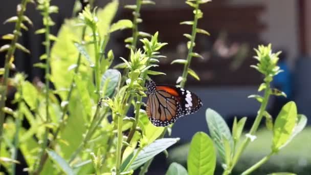 Mariposa comiendo planta y néctar de flores — Vídeos de Stock