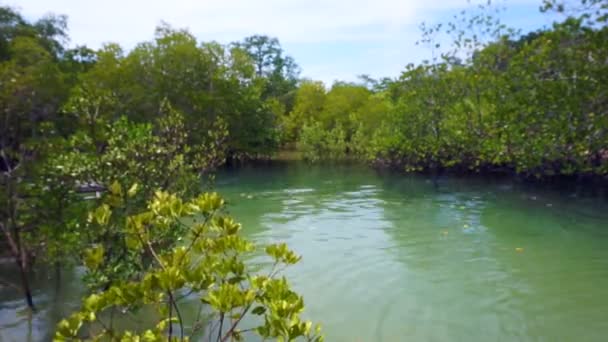 红树林树的低潮和高潮期间海洋旁边的视频 — 图库视频影像